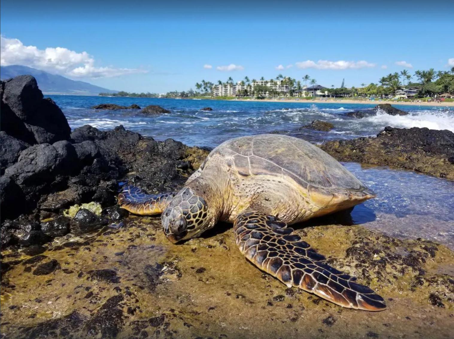 شقة Tropical Maui Kamaole B-Bldg ويليا المظهر الخارجي الصورة